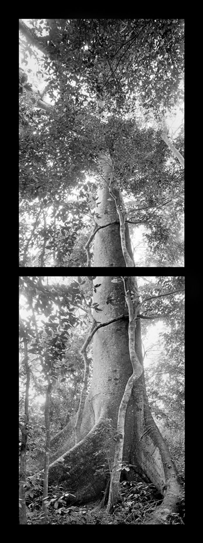 Ceba Tree, Copan 468R-36 12_18.jpg